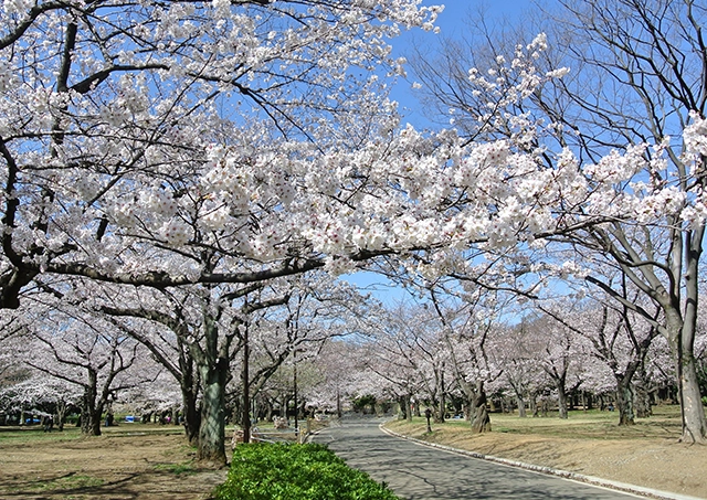 Yoyogi Park /전철·도보로 약 25분