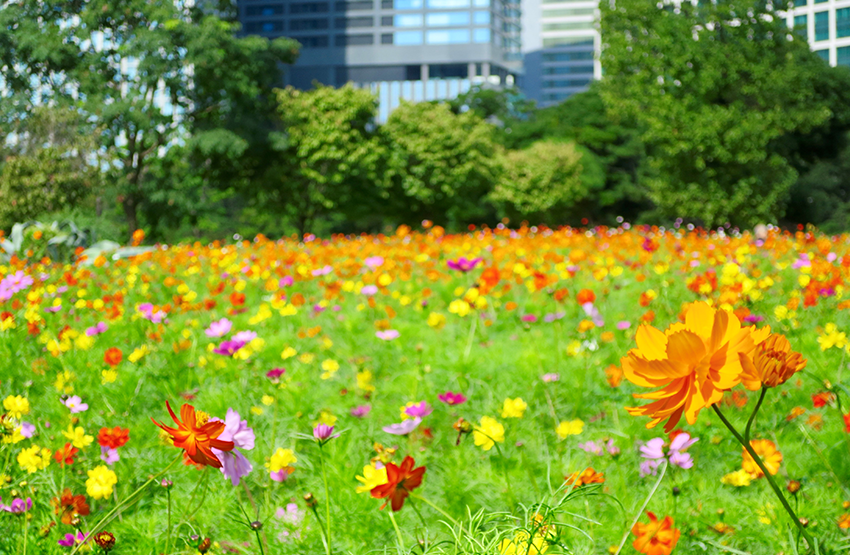 하마리큐 은사 정원