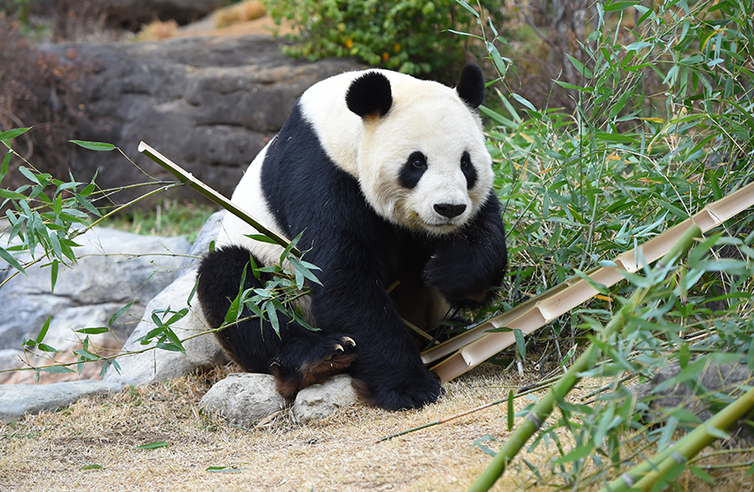 UENO ZOOLOGICAL GARDENS