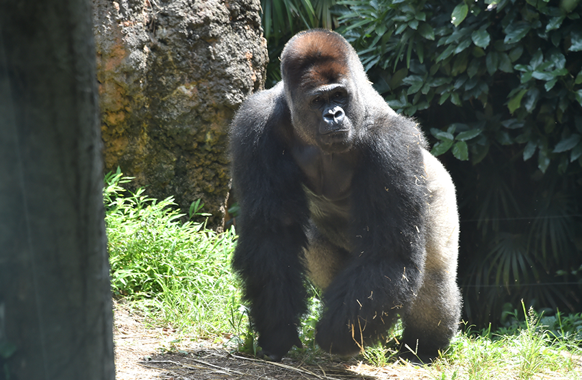 UENO ZOOLOGICAL GARDENS