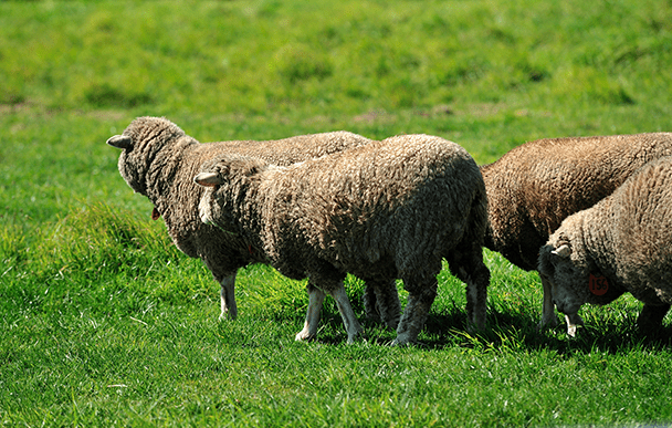 삿포로 히츠지가오카 전망대 2