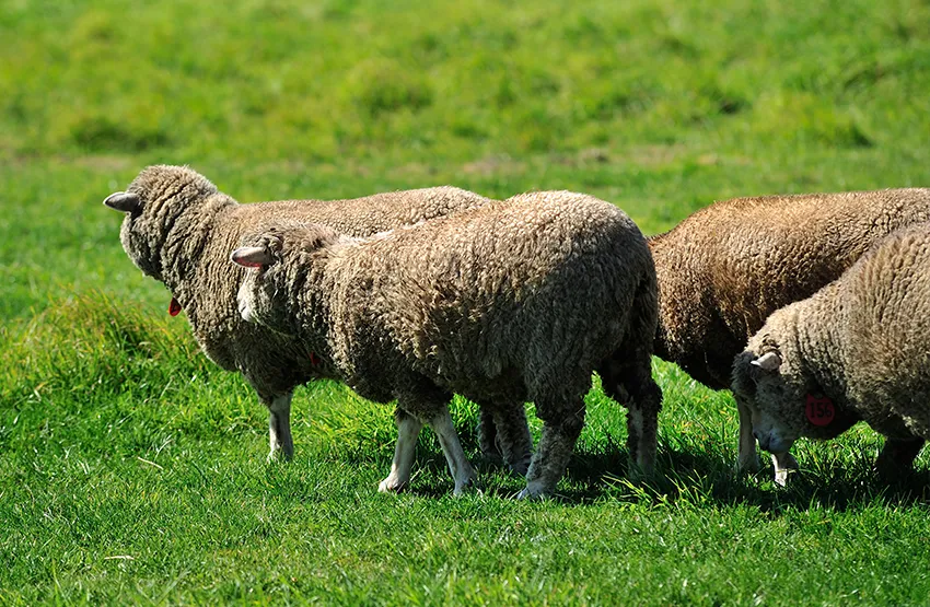 삿포로 히츠지가오카 전망대